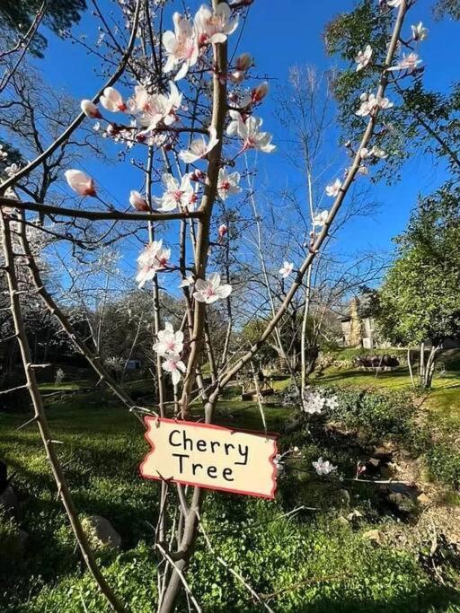 Cozy Private Home, 1 Acre Orchards Near Apple Hill Placerville Exterior photo