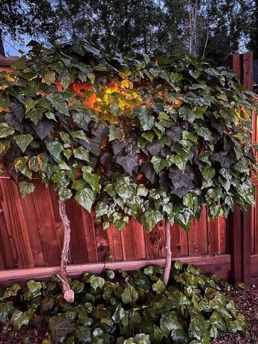 Cozy Private Home, 1 Acre Orchards Near Apple Hill Placerville Exterior photo